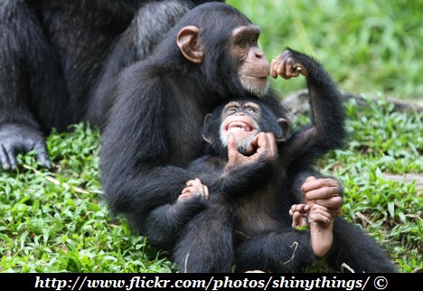 chimpanzee-family.jpg