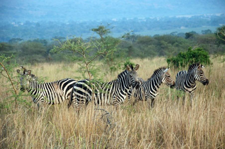 akagera-rwanda.jpg