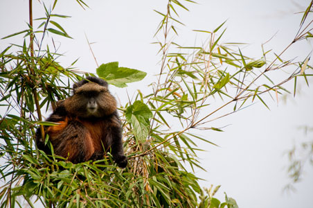 golden-monkey-rwanda.jpg
